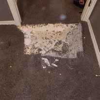 Before carpet cleaning 1
